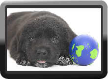 Puppy Dog Free Online Switch Game for computer