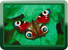 Butterfly Musical Slideshow switch game for kids