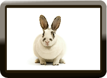 Rabbit Musical Slideshow